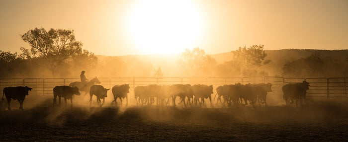 Mustering the mob