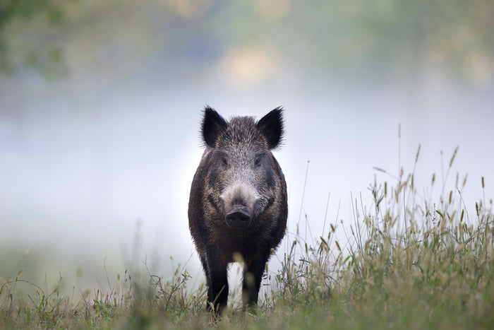 Don't be a boar