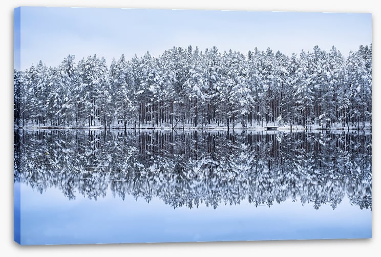 Frosty forest reflections