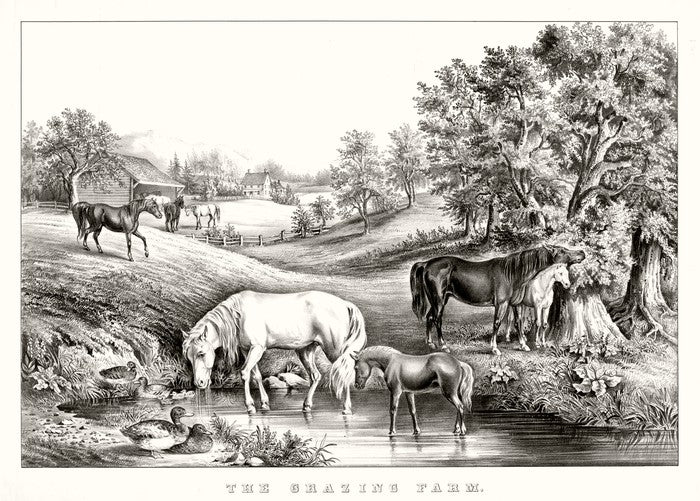 The grazing farm