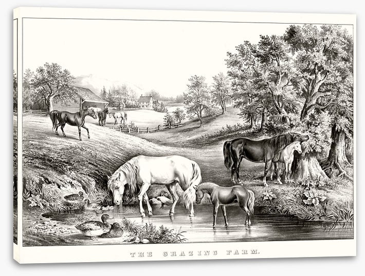 The grazing farm