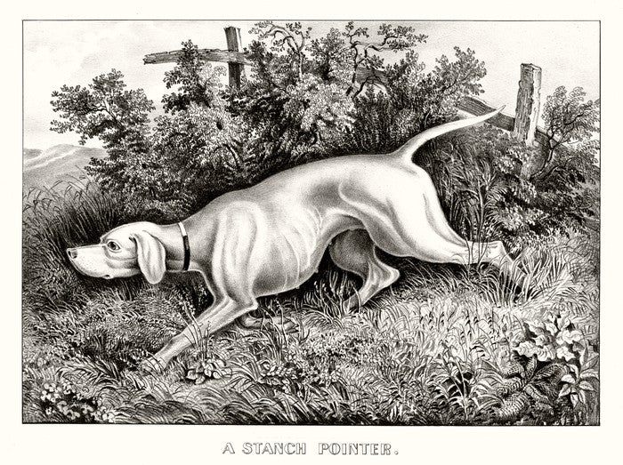 A staunch pointer