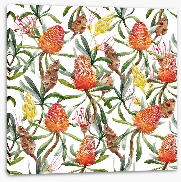 Banksia beauty