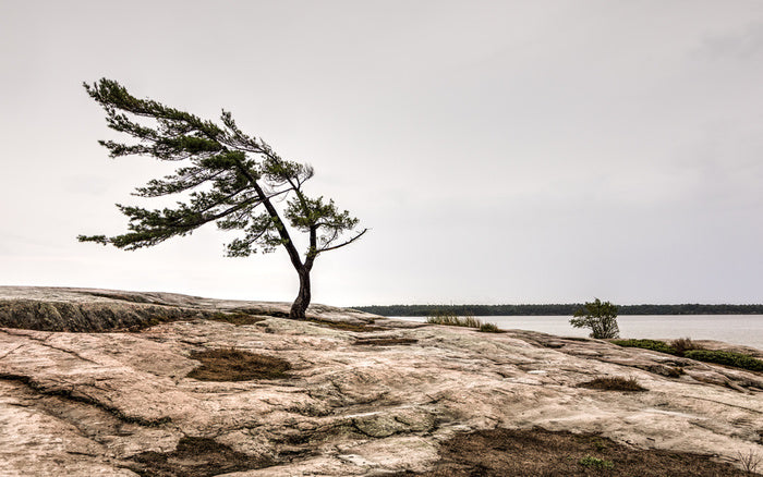 The windswept pine