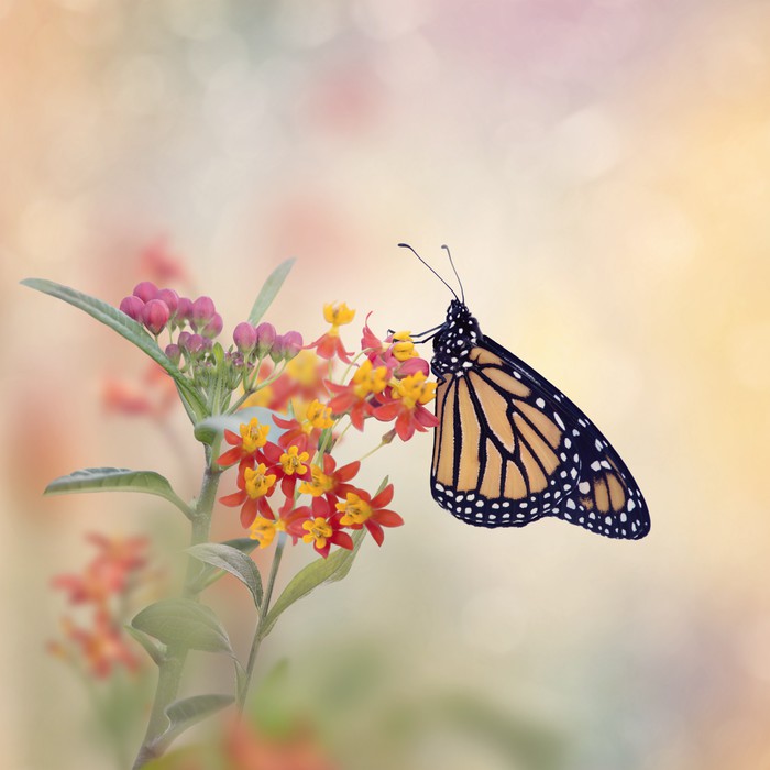 Milkweed monarch