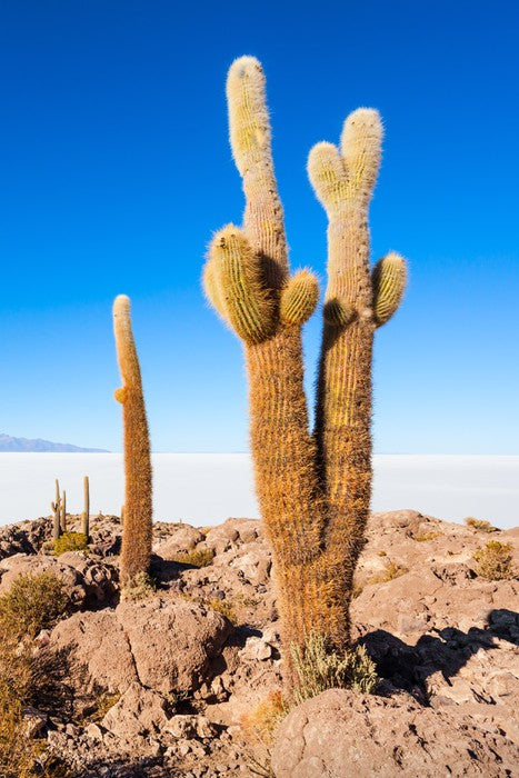 Cactus Island skies