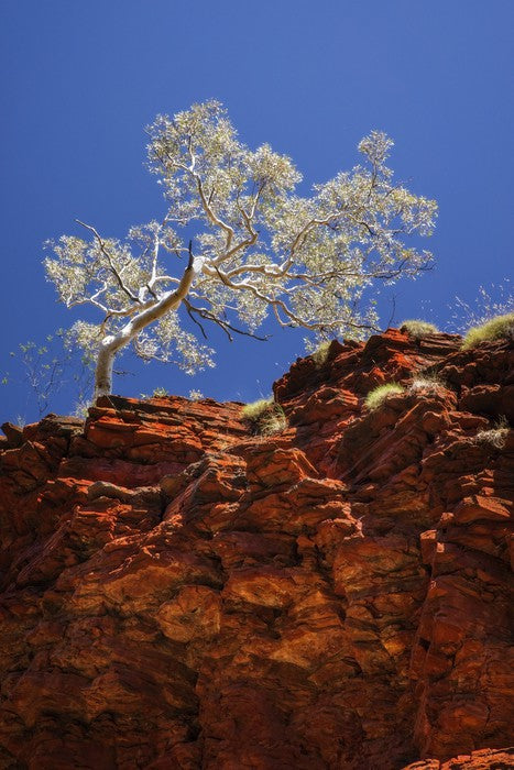 Ghost gum cliff