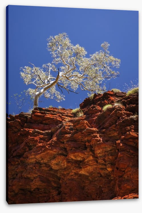 Ghost gum cliff