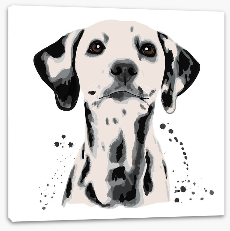 Dots off a dalmatian