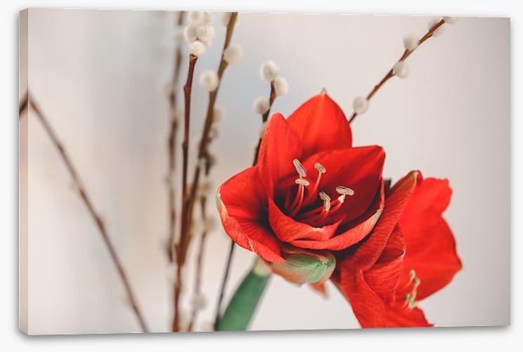 Red amaryllis