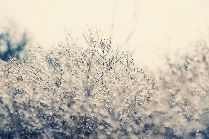 Touch of winter