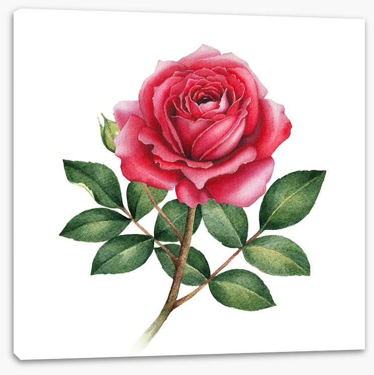 The wild rose