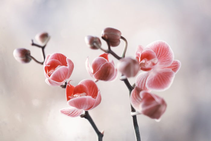 Dusky orchid