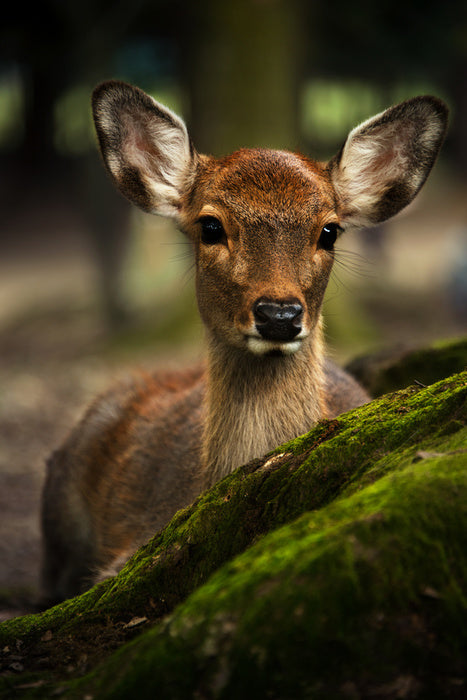 Doe eyes