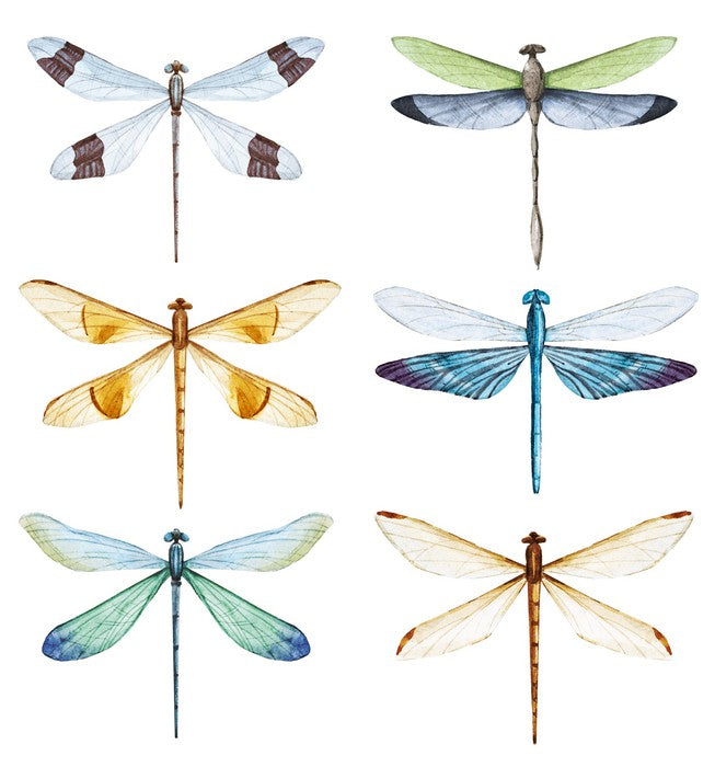 Dragonfly delight