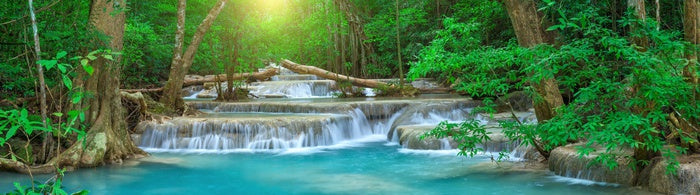 Forest falls panorama