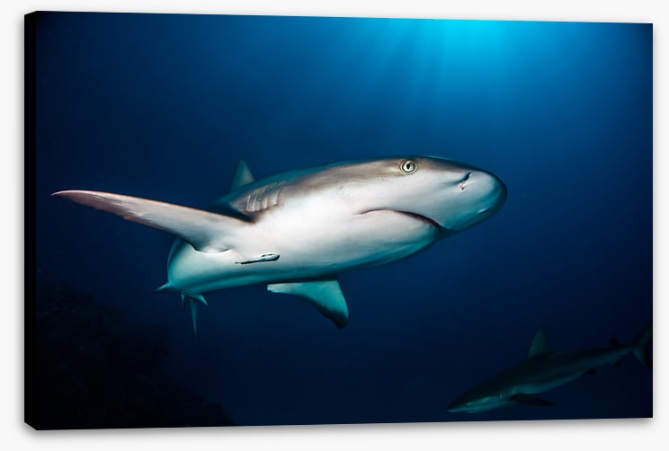 Reef shark blues
