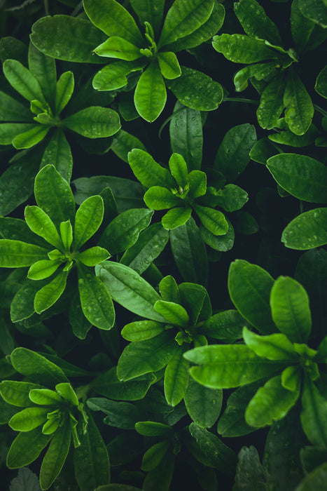 Deep green garden