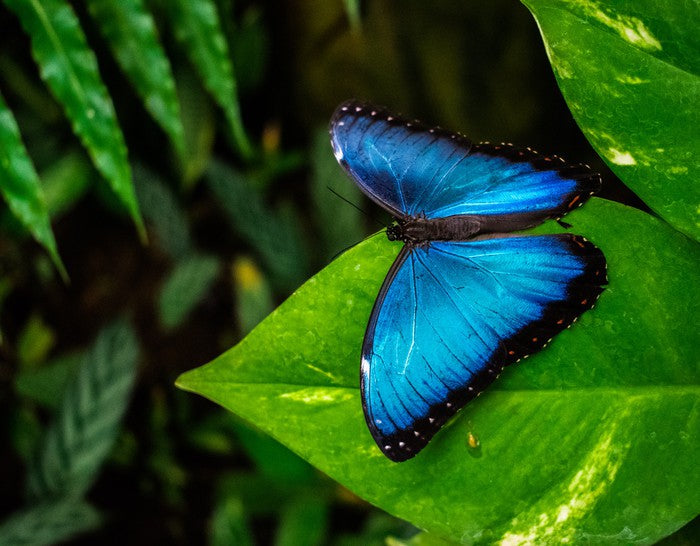 Majestic blue morpho
