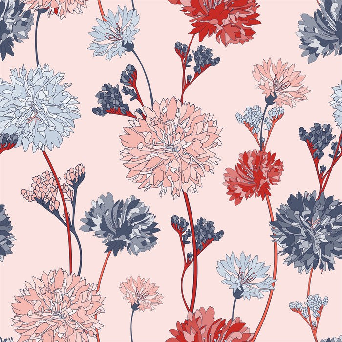 Chrysanthemum blush
