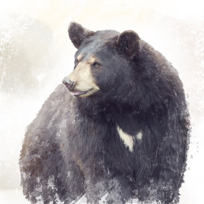 The black bear