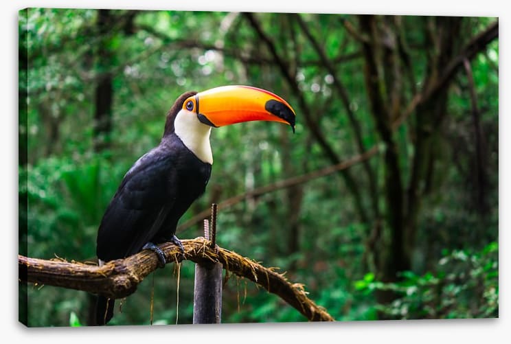 Toucan tropics