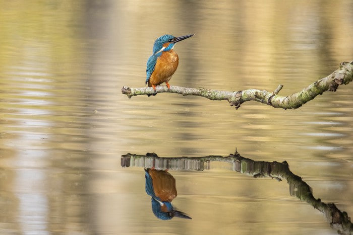 Kingfisher mirror