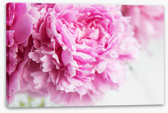 Pink peony petals