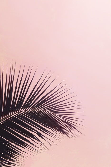 Pink sky palm