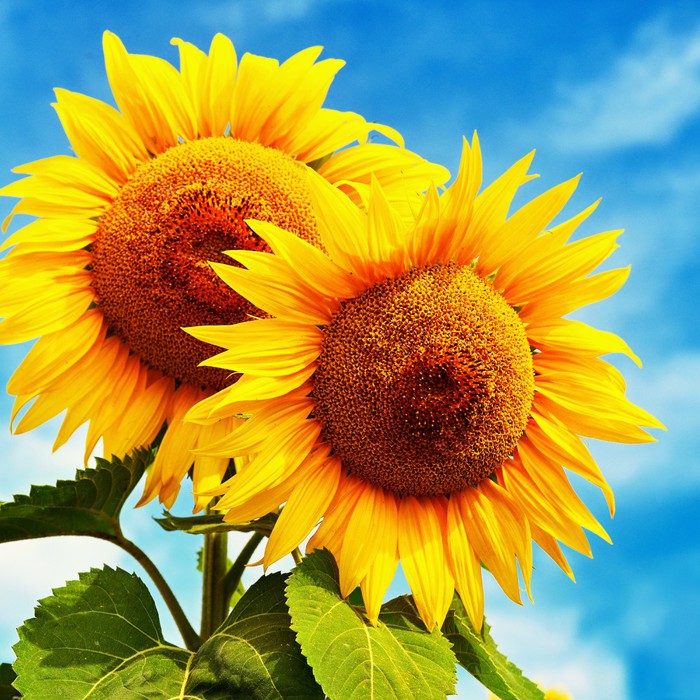 Sunny disposition
