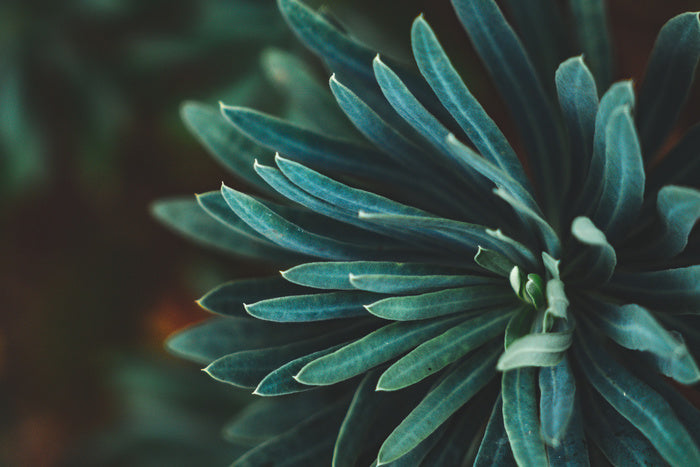 Leaves