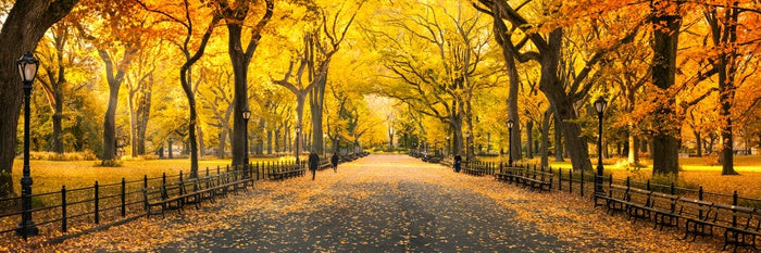 Central Park fall panorama
