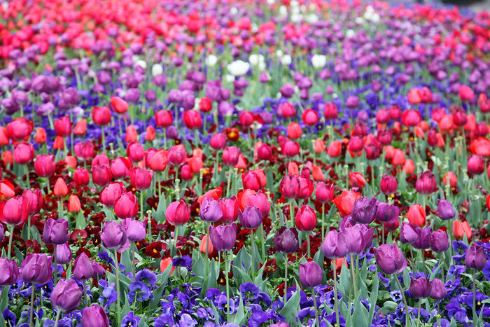 Tulip time