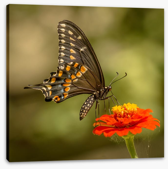 Butterflies