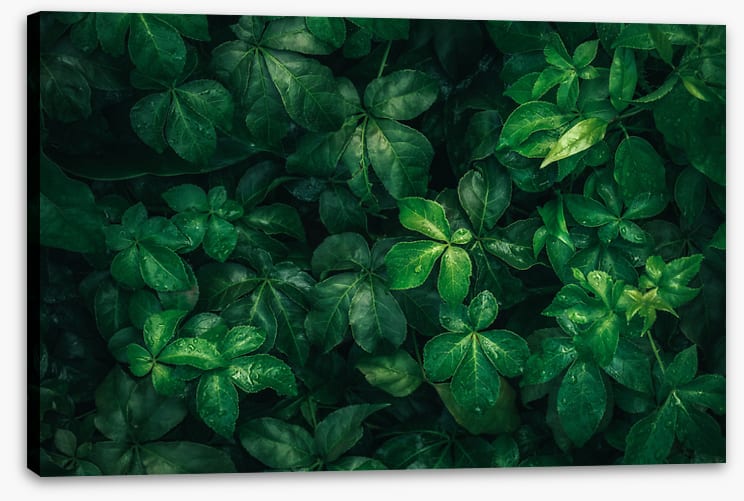 Leaves