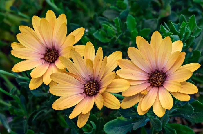 Marguerite blooms