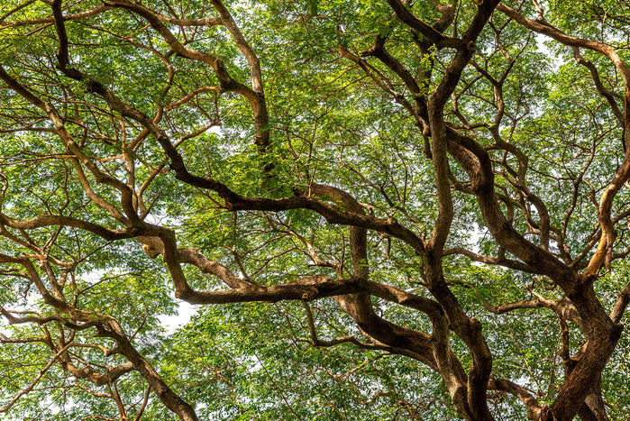 Trees