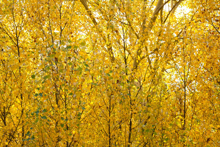 Burnished birch
