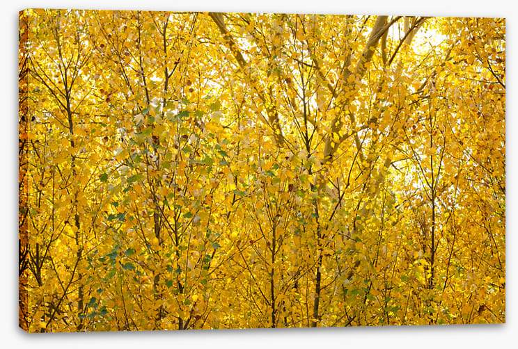 Burnished birch