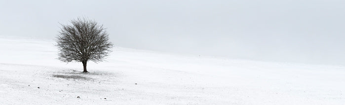 Solo in the snow