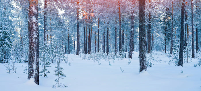 Forests