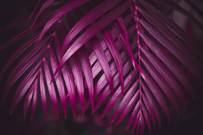 Purple night palms