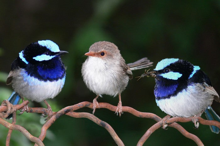 Blue fairy wren trio
