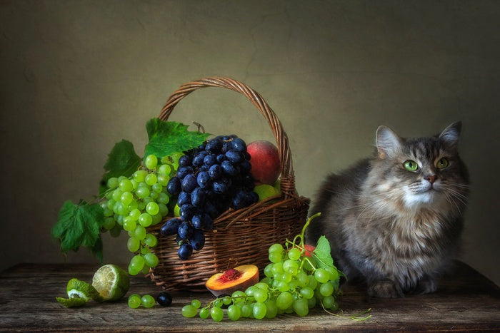 Still Life