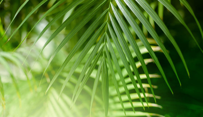 Palm leaf light