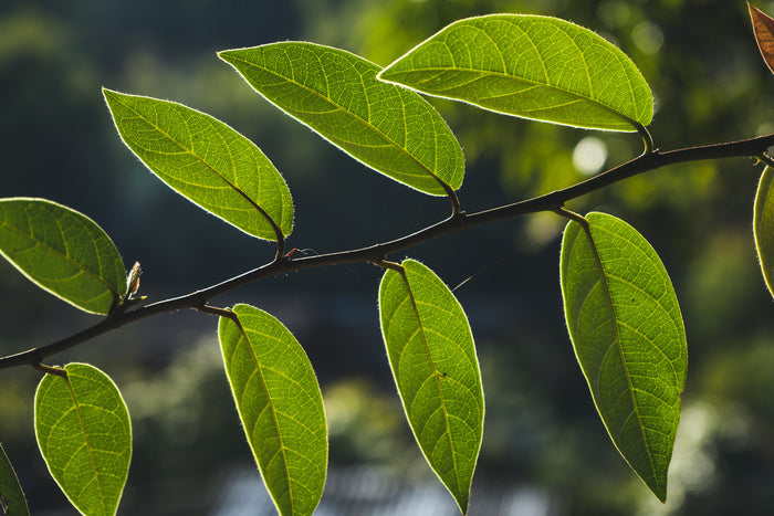 Leaves