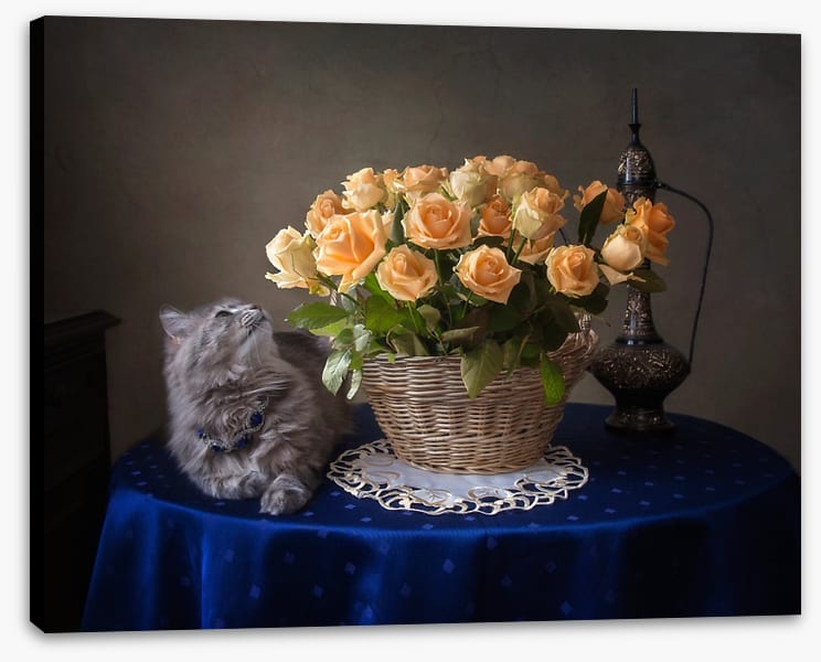 Still Life
