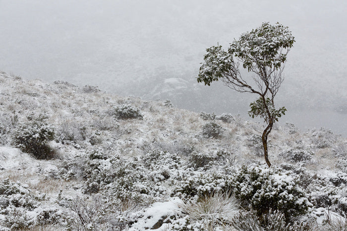 Tasmania