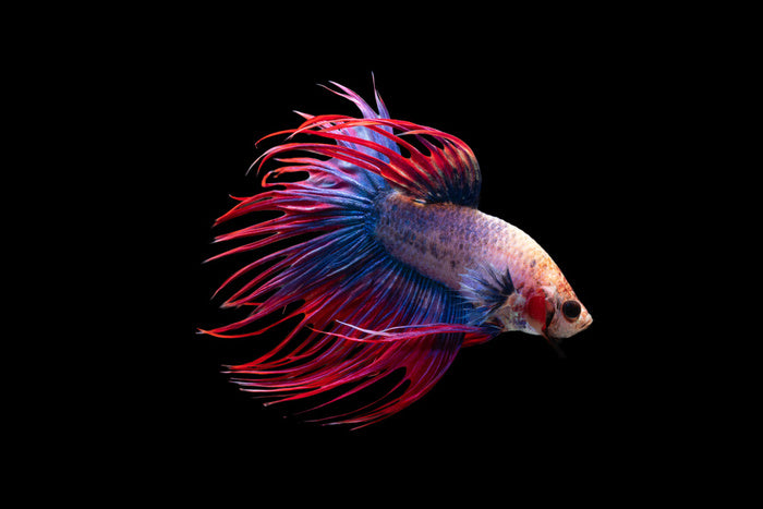 Fish / Aquatic