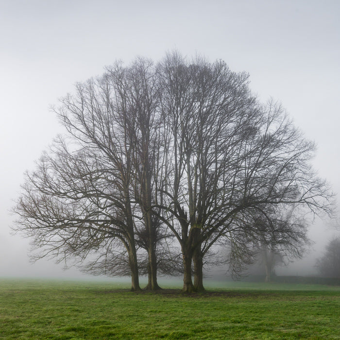 The old oak tree